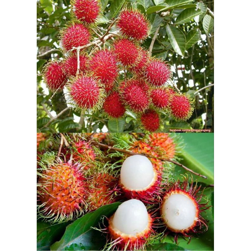 

Rambutan Segar 1kg