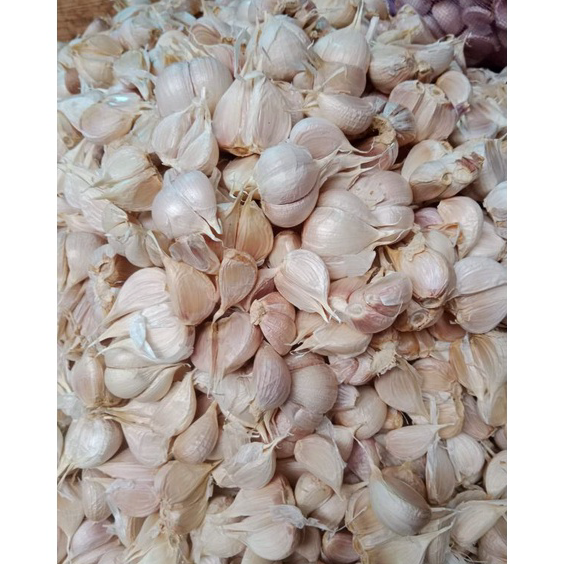 

Stock Banyak BAWANG PUTIH KATING FRESHH