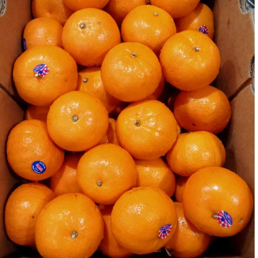 

JERUK MANDARIN MURCOT