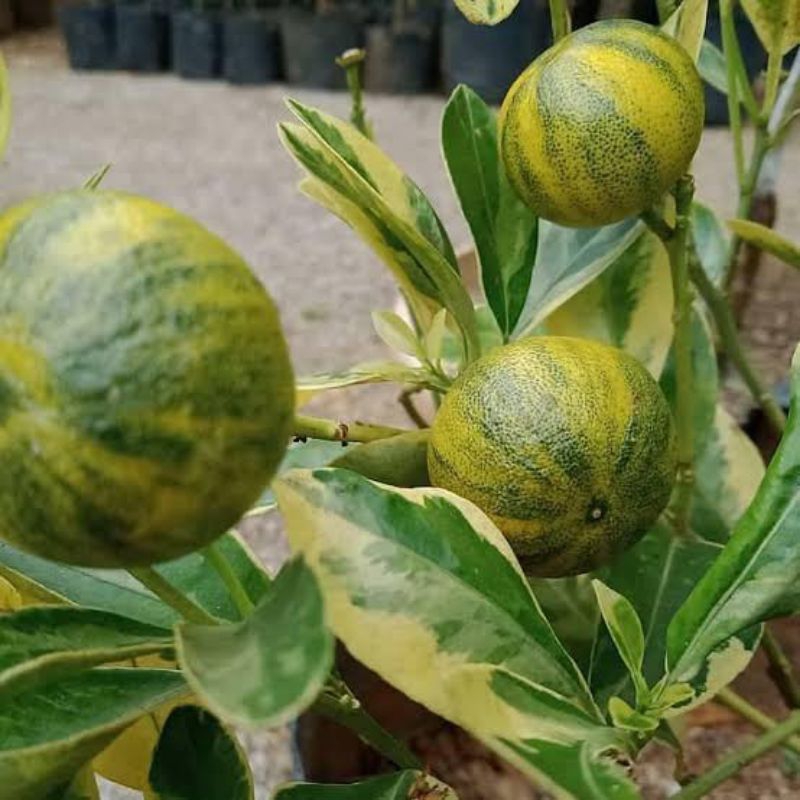 BIBIT JERUK KEPROK VARIAGATA KONDISI BERBUAH
