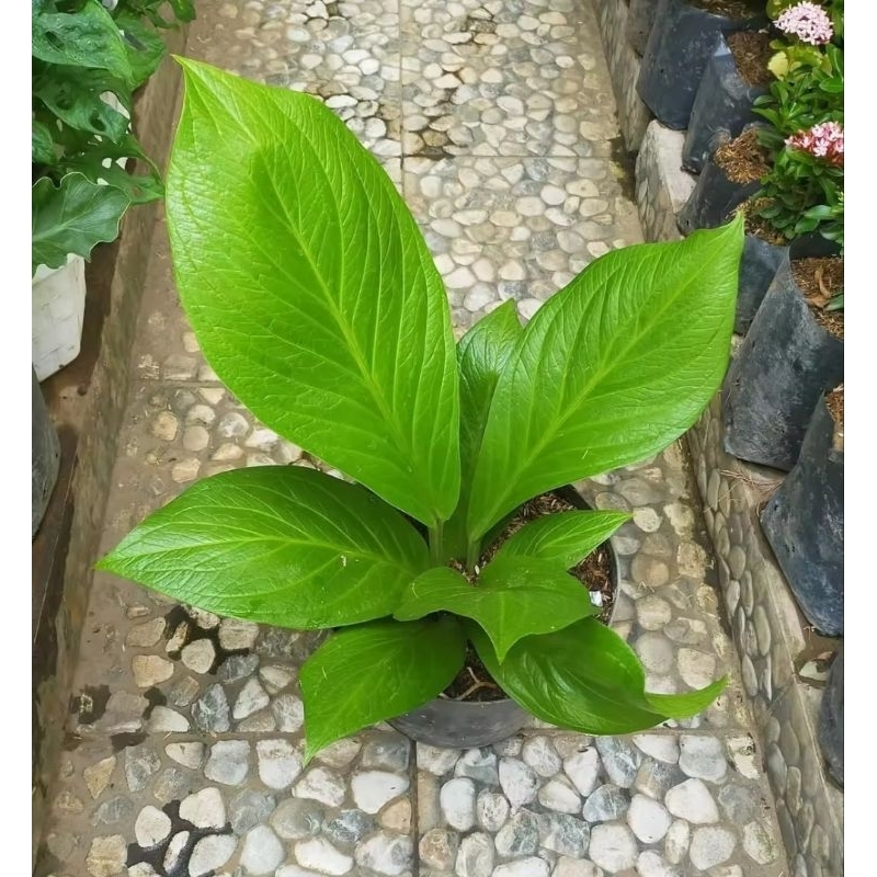Anthurium Jemani