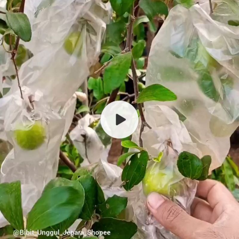 BIBIT APEL FUTSA SUDAH BERBUAH