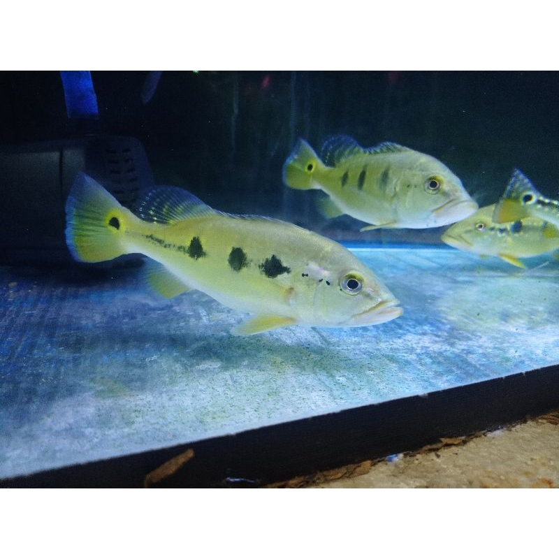 PeacockBass Orinoco | Pbass Orinoco