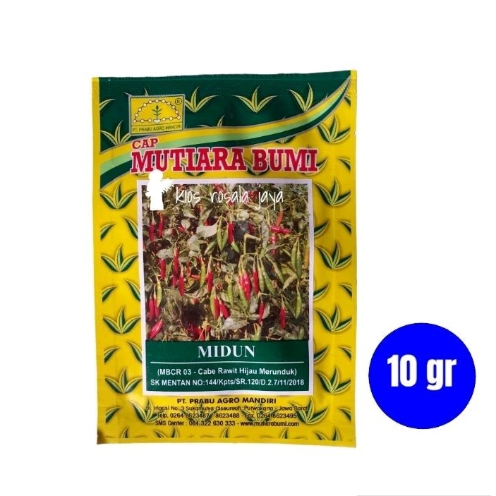 Benih Cabai Rawit hijau merunduk Midun