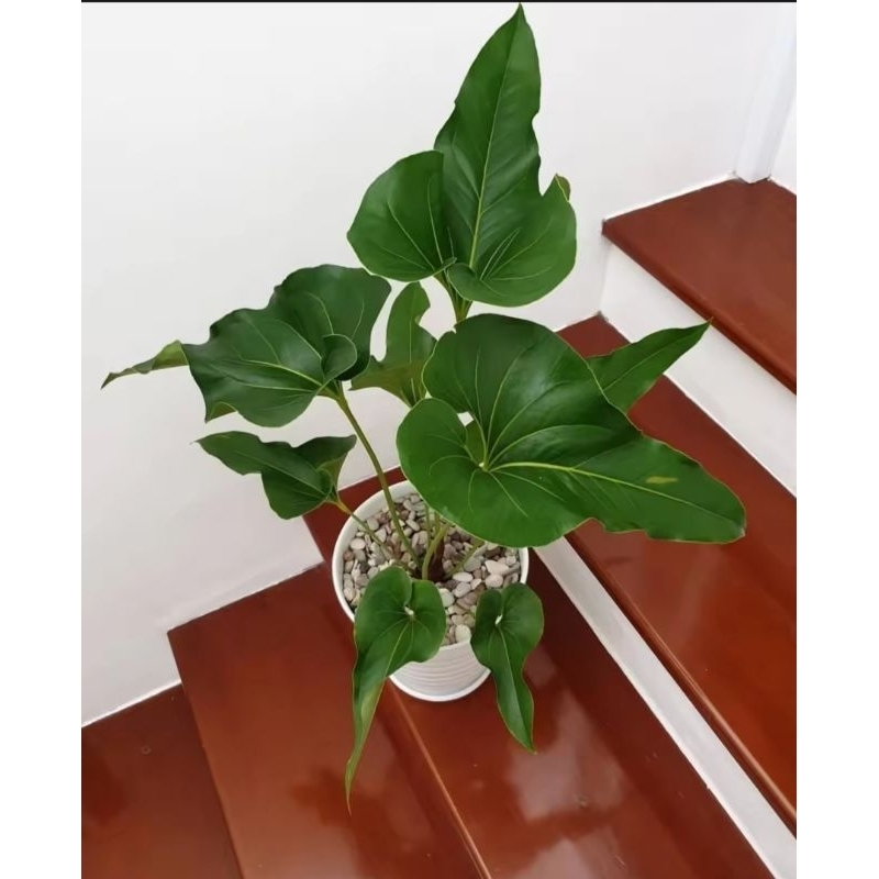 Anthurium Corong