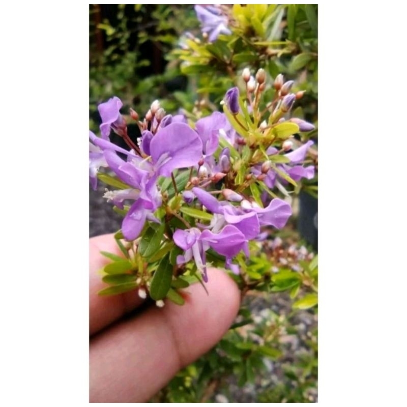 Saeng simbur Varigata Golden ORI