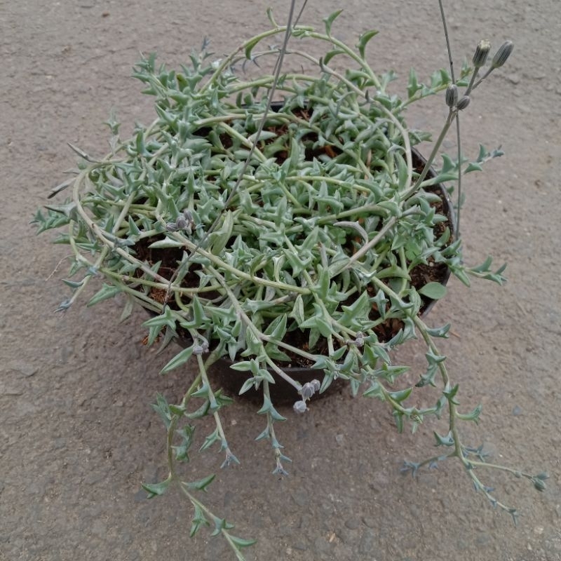 Sukulen String Of Dolphin / SOD / Sukulen Gantung