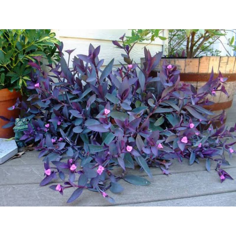 Tradescantia pallida / Adam hawa ungu