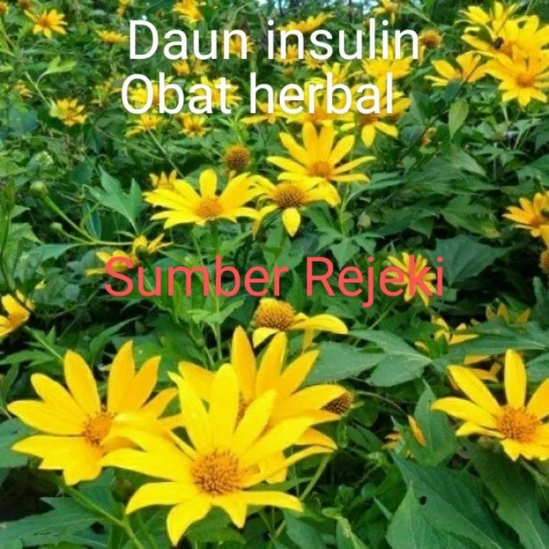 

daun insulin segar 1kg daun kipahit herbal