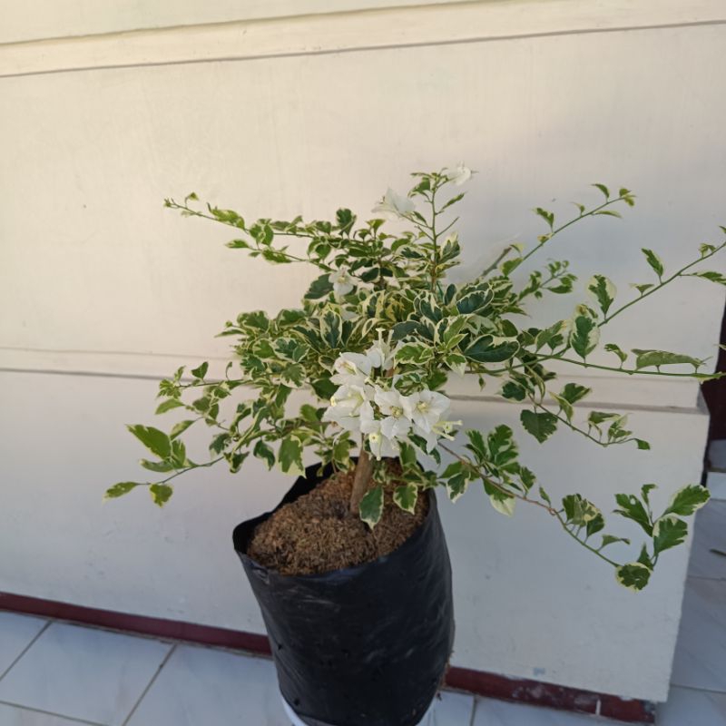 Tanaman Hias Bugenvil Varigata Putih - bugenvil bunga putih - begenvil var putih