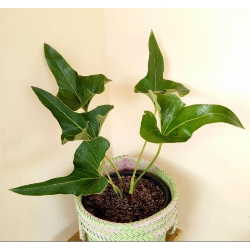 Anthurium Corong (Anthurium brownii) anturium mirip petruk