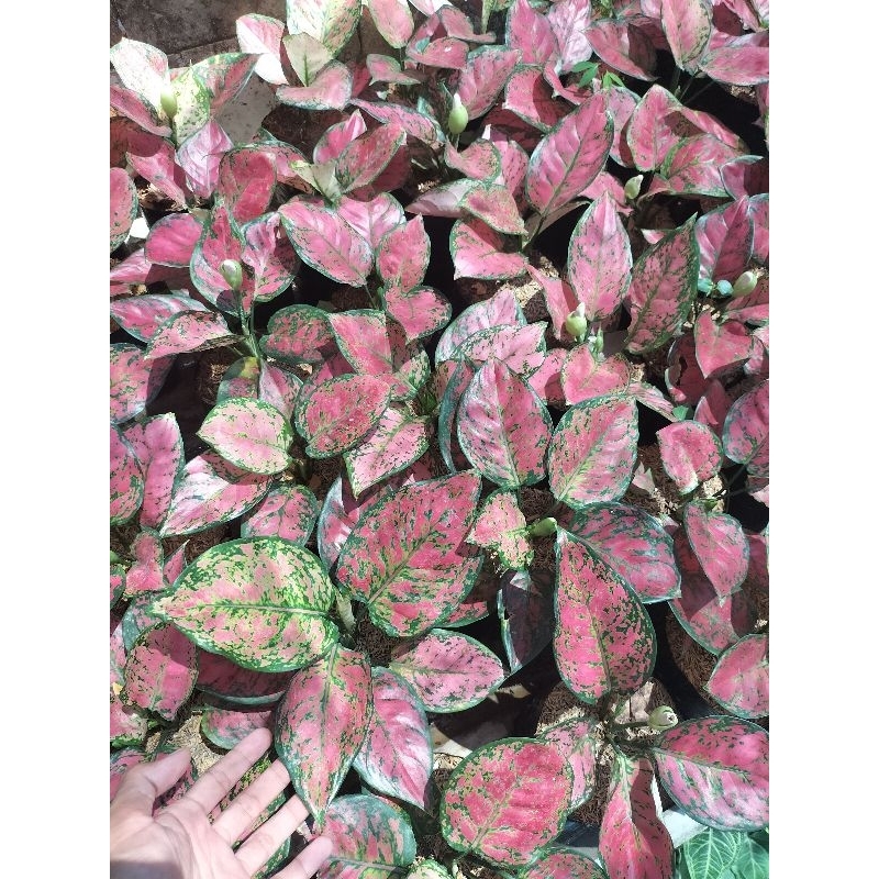 Aglonema merah Dut Anjamani