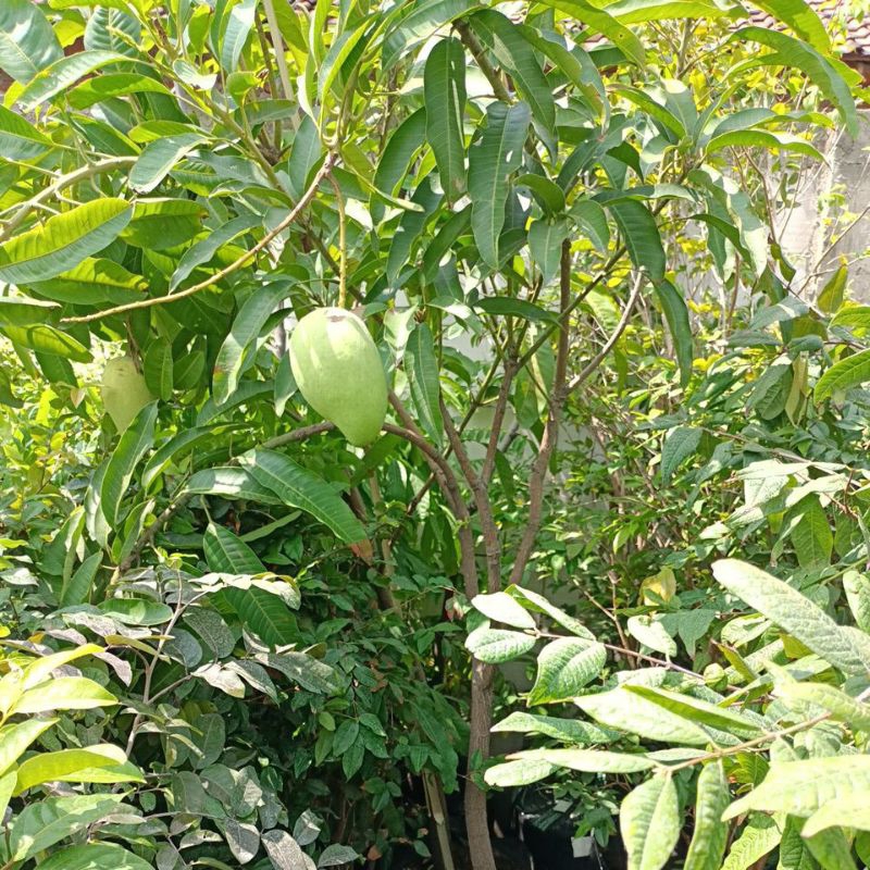 Mangga Berbuah super jumbo