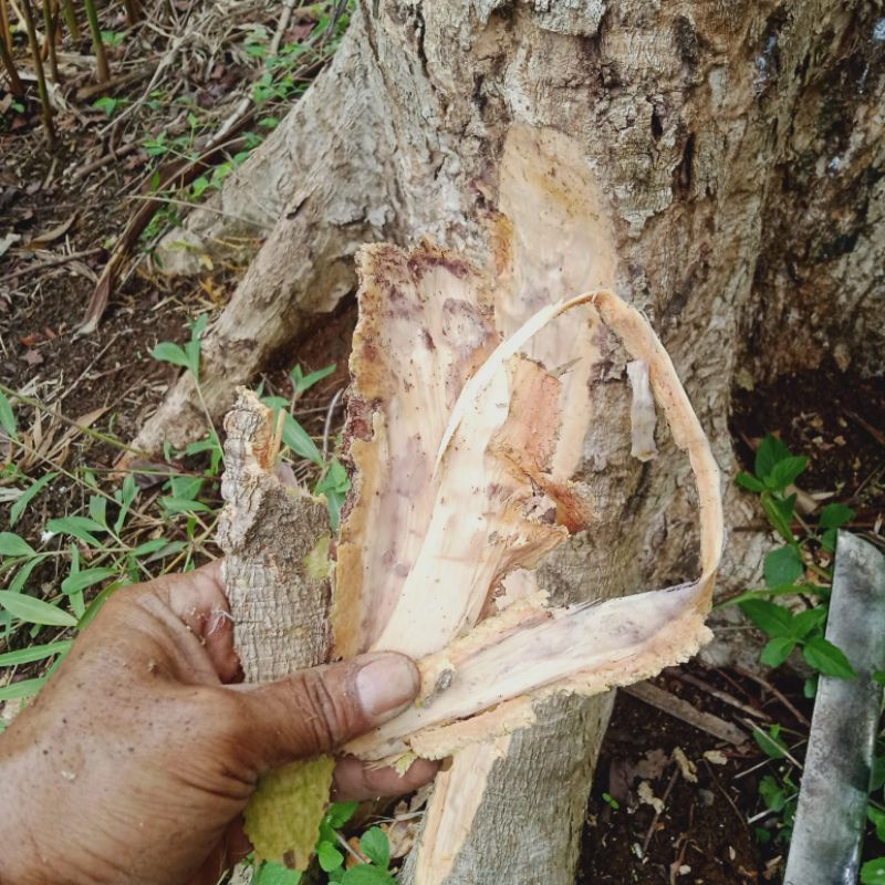 

Kulit Pohon Salam Segar 500 g