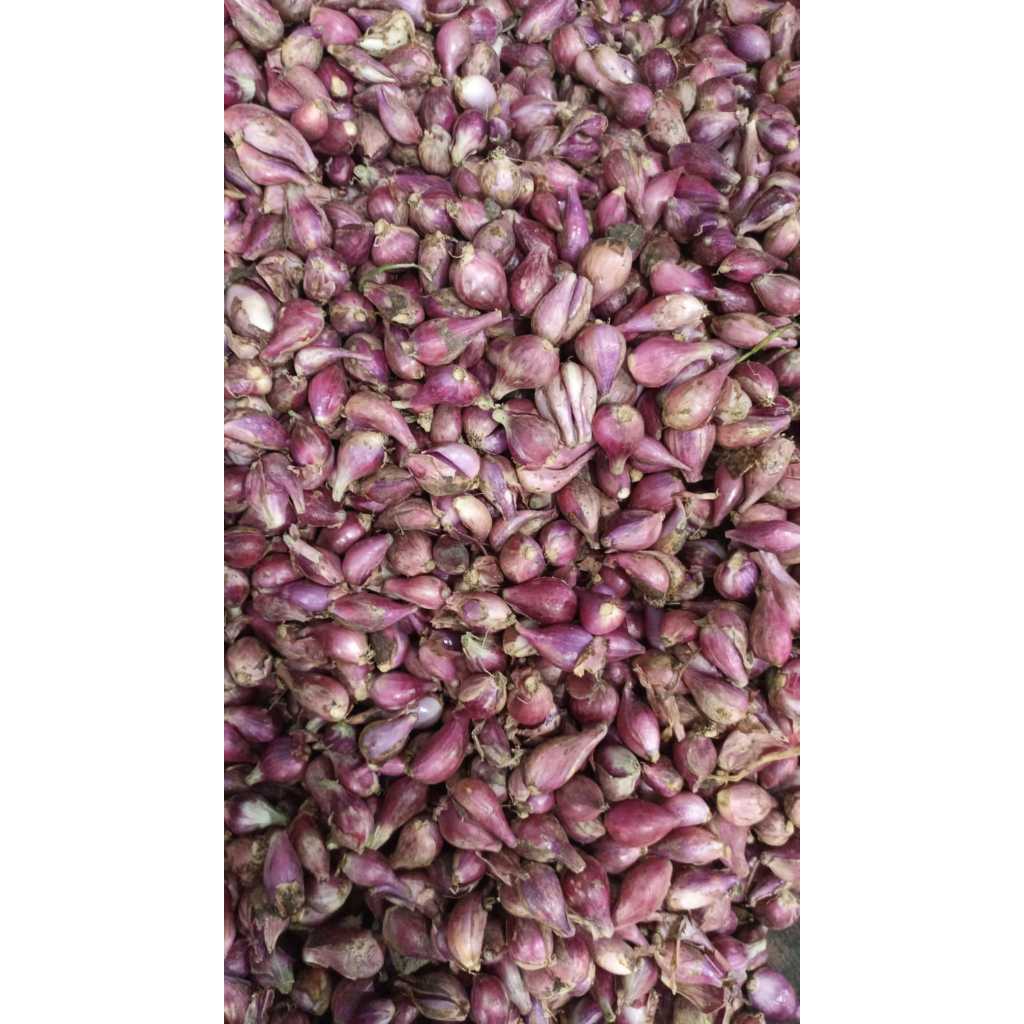 

RB BAWANG BREBES UKURAN SEDANG 1KG