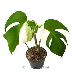 tanaman hias monstera variegata ekonomis