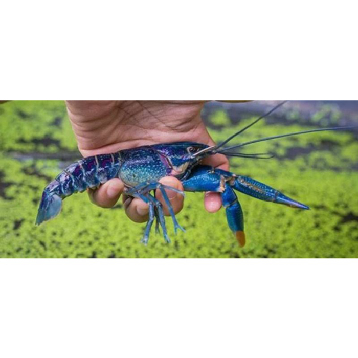 PROMO aquarium  LOBSTER  air tawar  capit merah budidaya dan konsumsi ready
