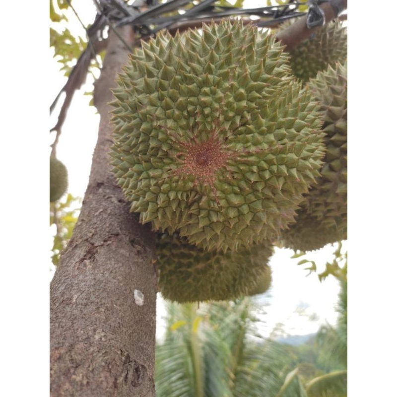 

Durian duri hitam harga per kg