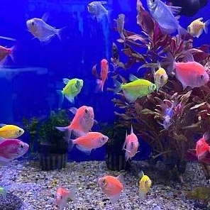 glowfish tetra isi 15 ekor paket murah warna lengkap garansi aman