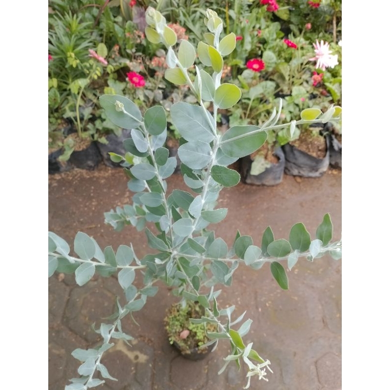 Tanaman hias Dollar silver memusa - memusa - Dollar silver (Bandarflorist