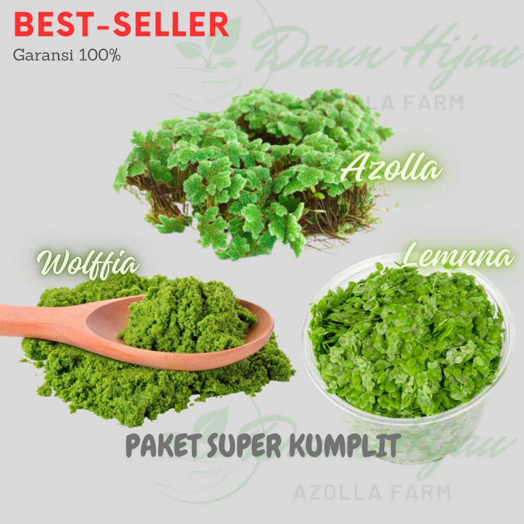 Wolffia Azolla Lemna Paket Lengkap Tanaman Air Pakan Ikan Komplit