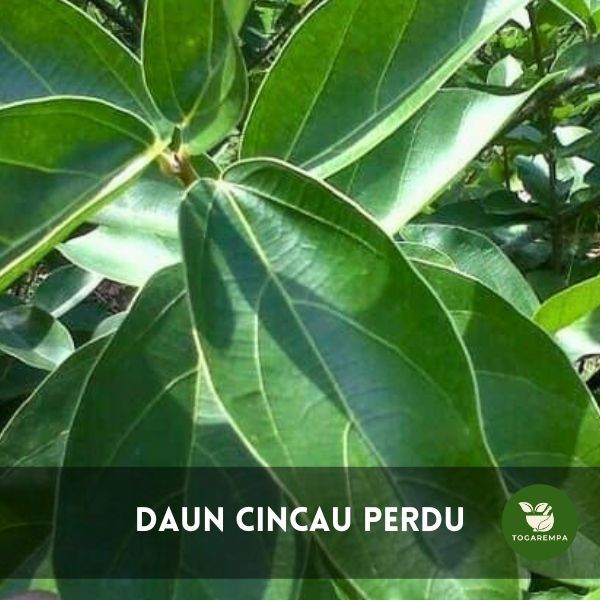 Daun Cincau Hijau Segar Perdu 1 KG / 1000 gram / Pack