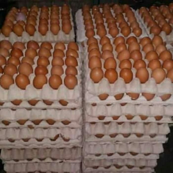 

Telur Ayam 3 Peti, 1 peti 14.5 kg
