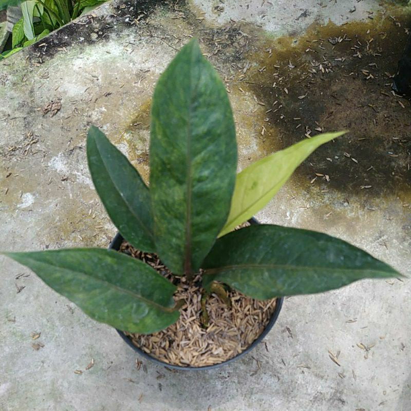 Tanaman hias Anturium hokeri polkadot