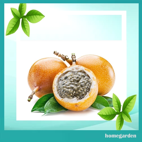 Homegarden 120 pcs Bibit Markisa Kuning Manis Madu Benih Markisa Manis Bibit Unggul Markisa