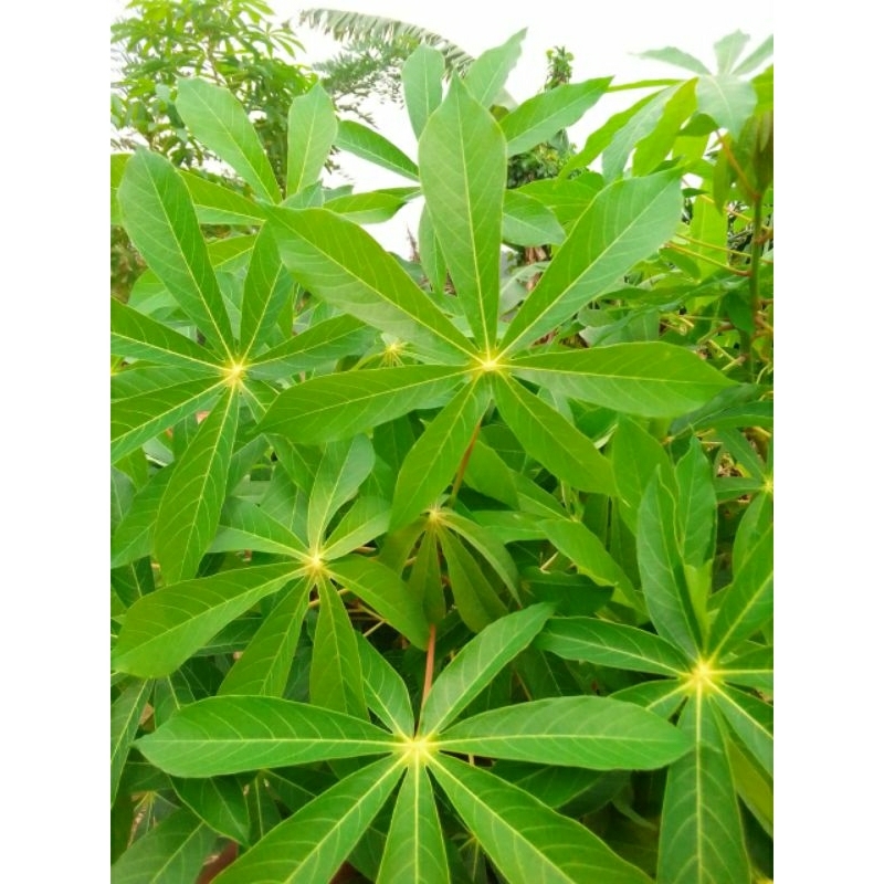 

daun singkong muda segar/ 1kg