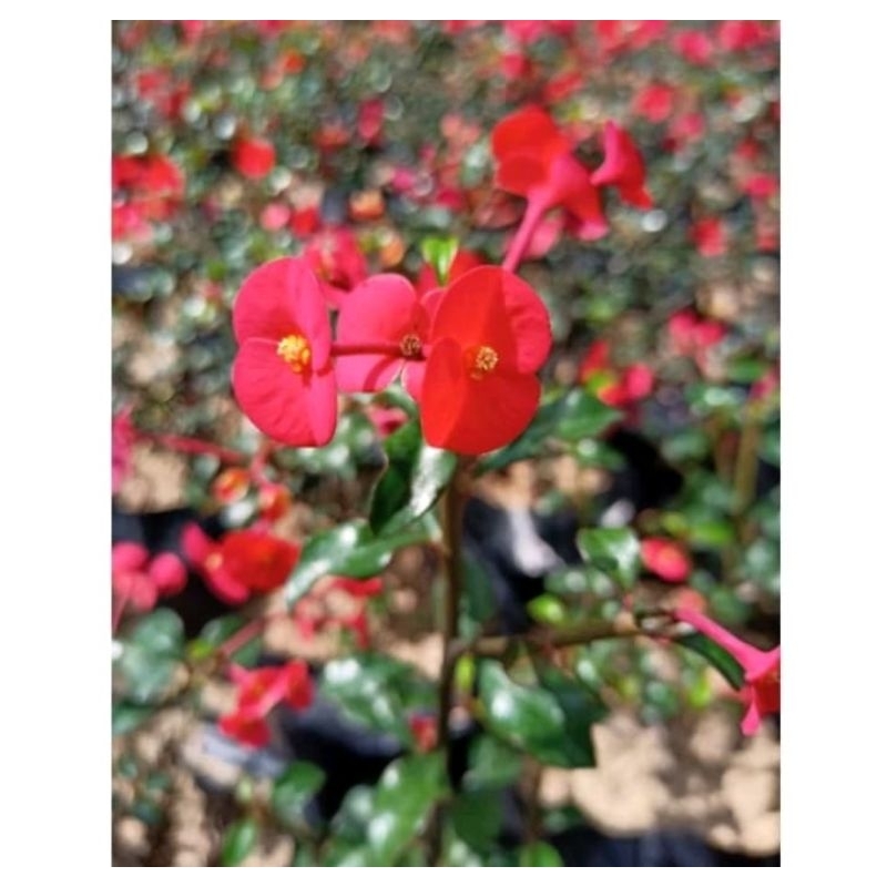 Tanaman Euphorbia Merah tanpa duri