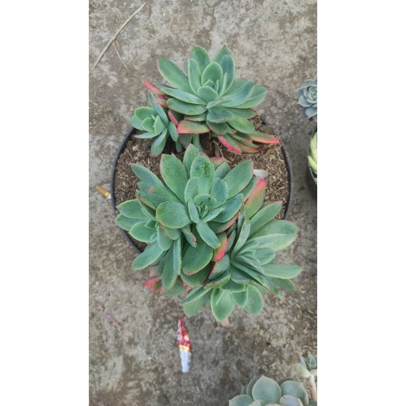 Tanaman dan sukulen jumbo