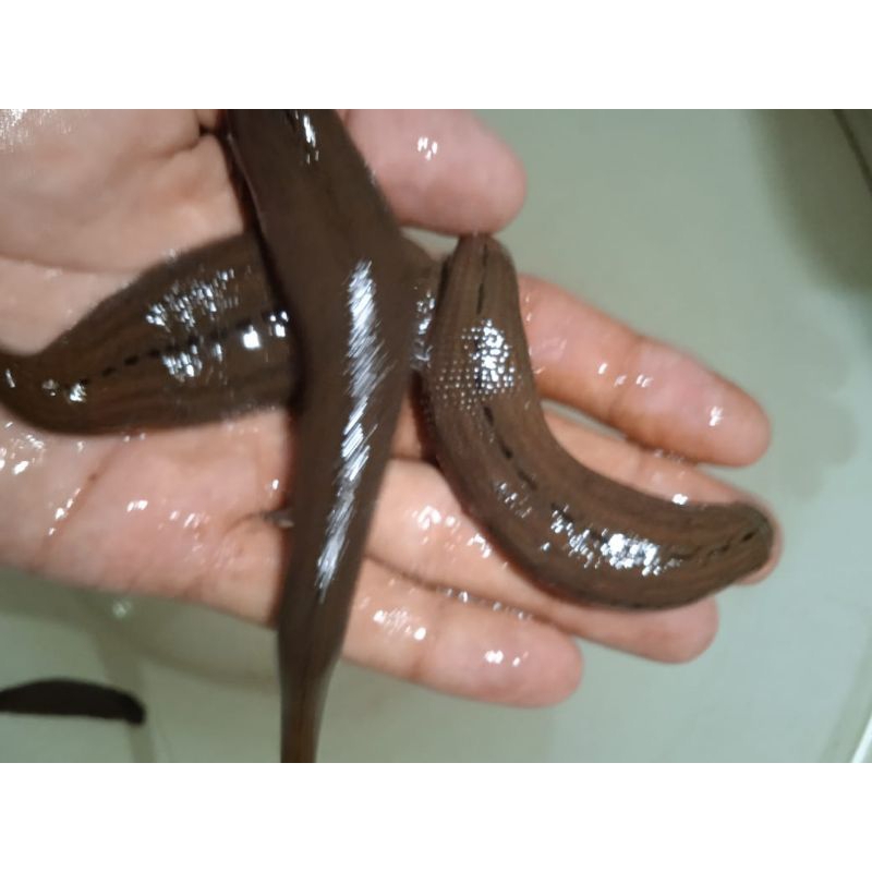 lintah asli alam. lintah terapi lintah  asli alam. lintah ukuran jumbo yah kak. lintah sudah di ster