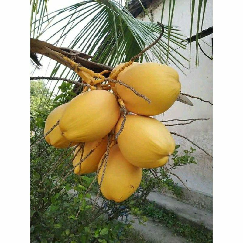 

Buah Kelapa Gading Kuning muda