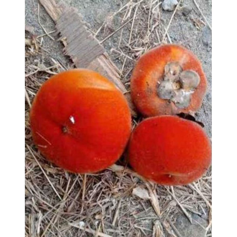 

Buah bisbull mentega 1 kg ada bijinya