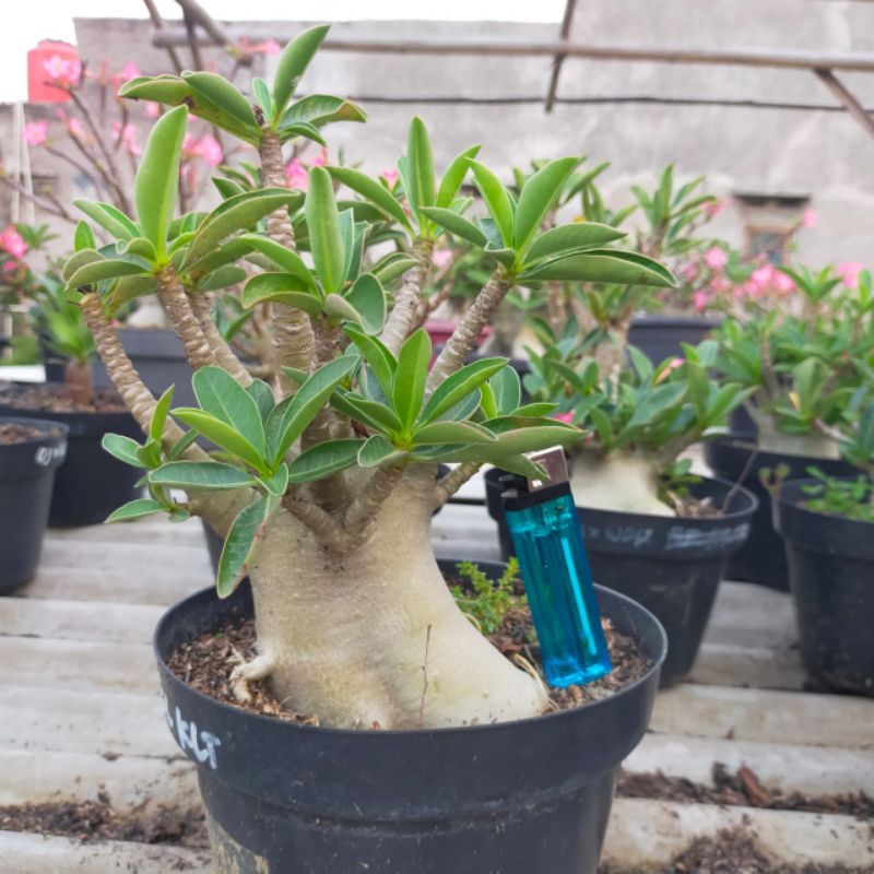 WKL x KLT (Adenium Arabicum/Karakter)