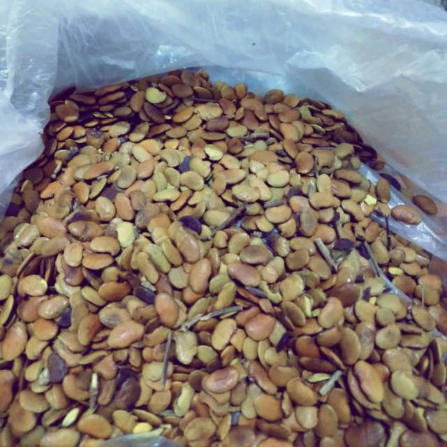 

READY BIJI TANAMAN BERKUALITAS BIJI SONOKELING DENGAN BERAT 1KG
