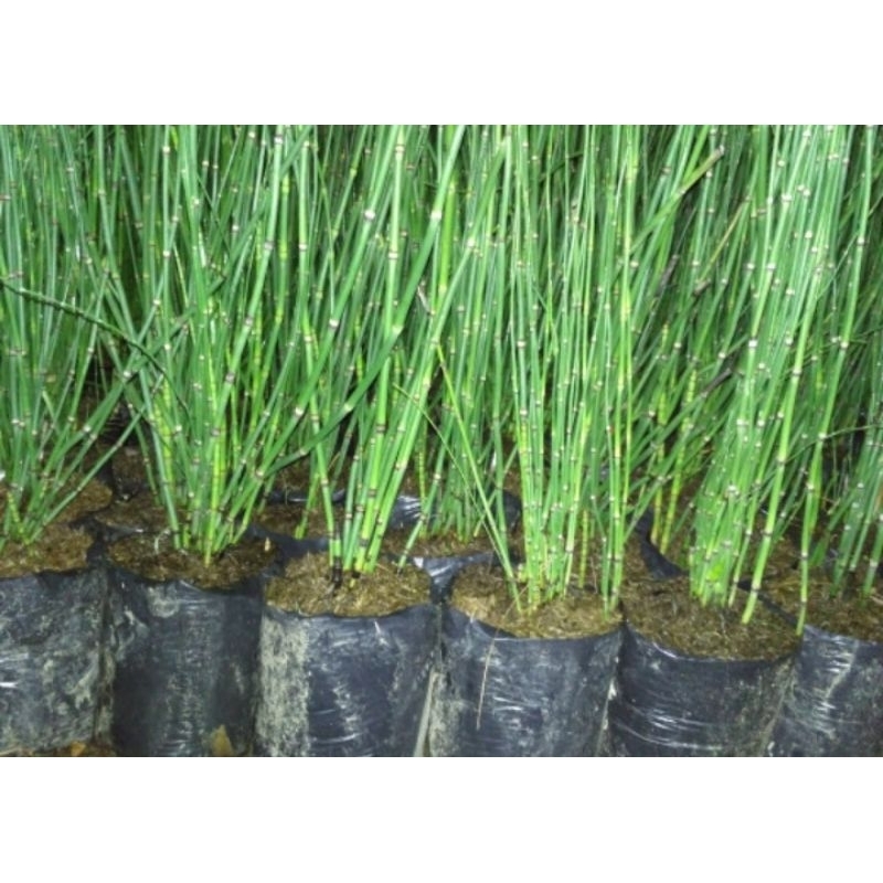 Tanaman Bambu Air Tanaman Hias Bambu Air Tanaman Hias Murah