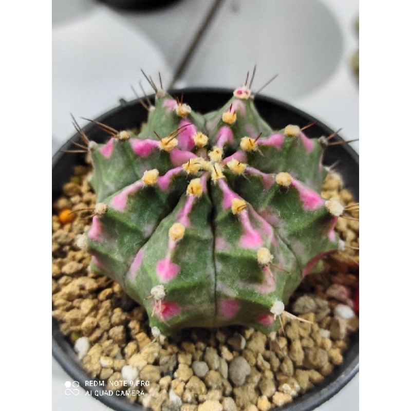 cactus kaktus pink diamond gymnocalycium miha hybrid