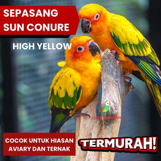 Burung Sun Conure High Yellow Indukan Hiasa Aviary Aviari Ternak Murah