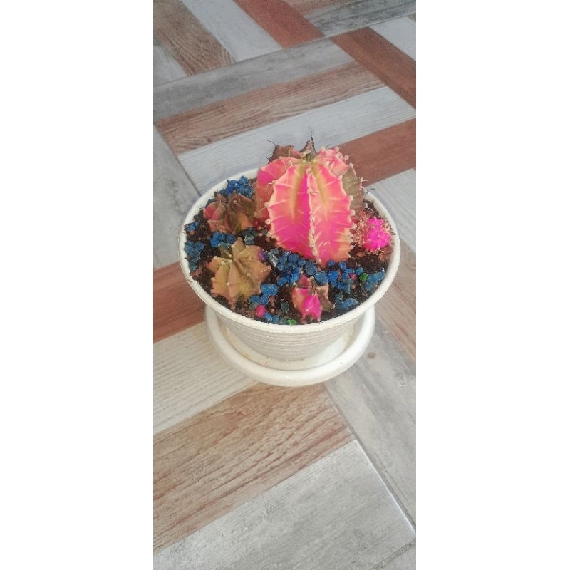 Kaktus Ownroot Gymno Starfire