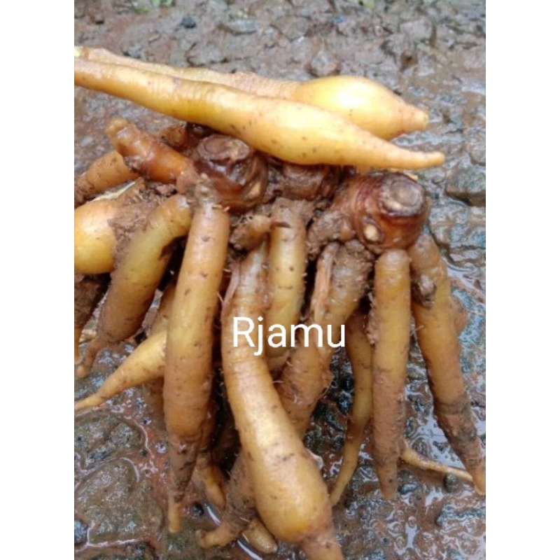 

Temu Kunci Segar 1kg