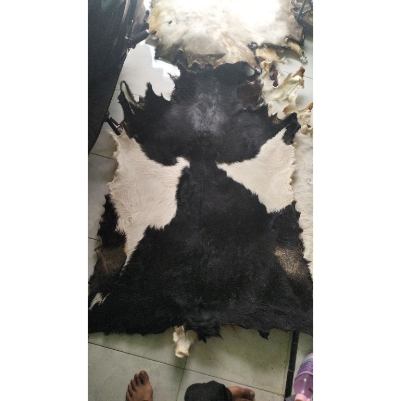 kulit bulu kambing hitam kombinasi