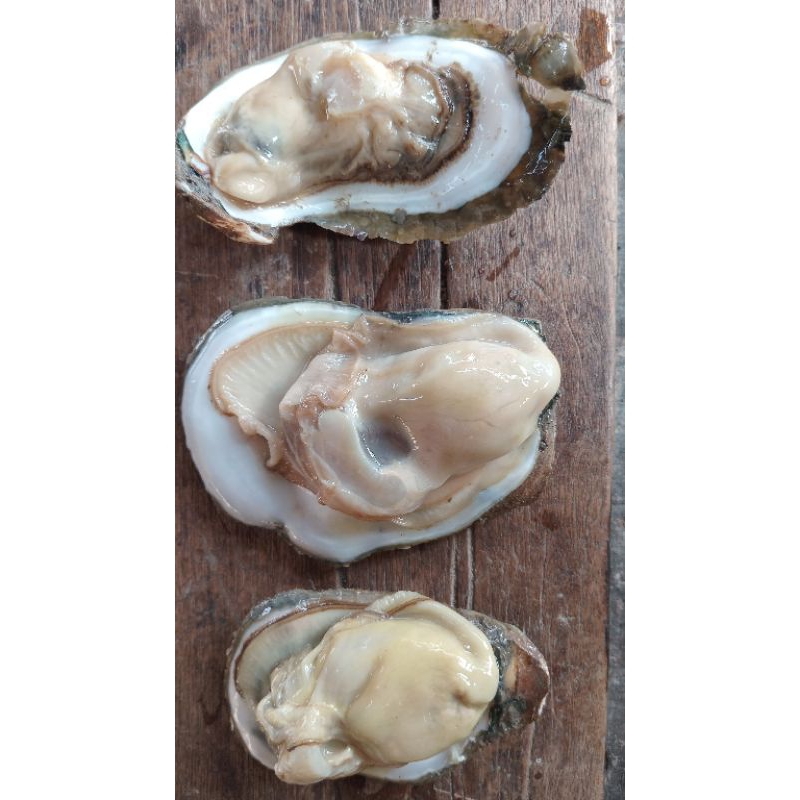 

kerang_oyster