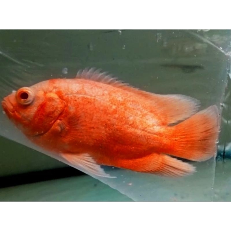 Oscar Paris Albino Remaja