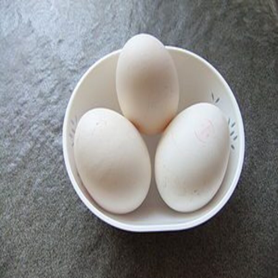 

telur angsa gagal netas