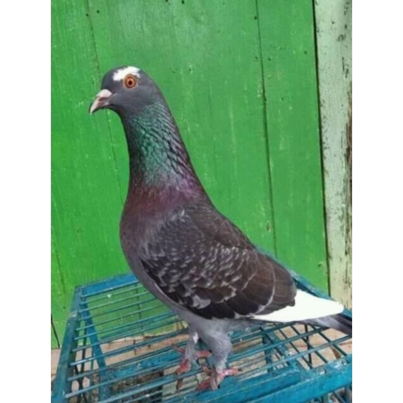 burung merpati / dara sepasang