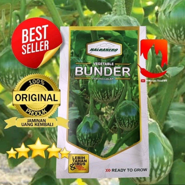 Benih Terong Lalap Hijau BUNDER 10gr halbanero