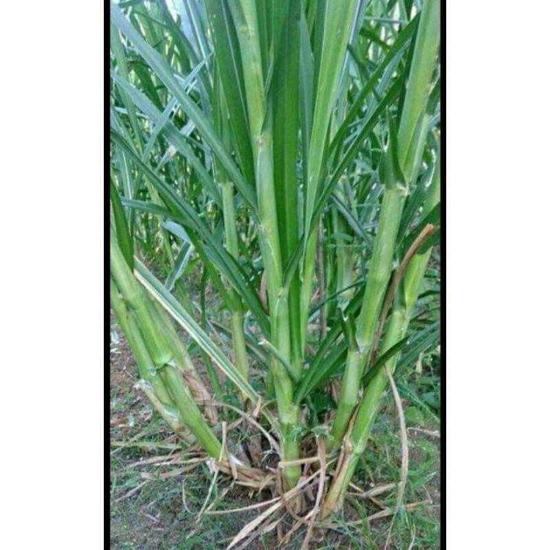 10 Kg Bibit Rumput Pakchong / Bibit Napier Pakcong / Bibit Pakchong Pakan Ternak / Bibit Rumput