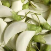 

KEMBANG TURI PUTIH _ 100GR